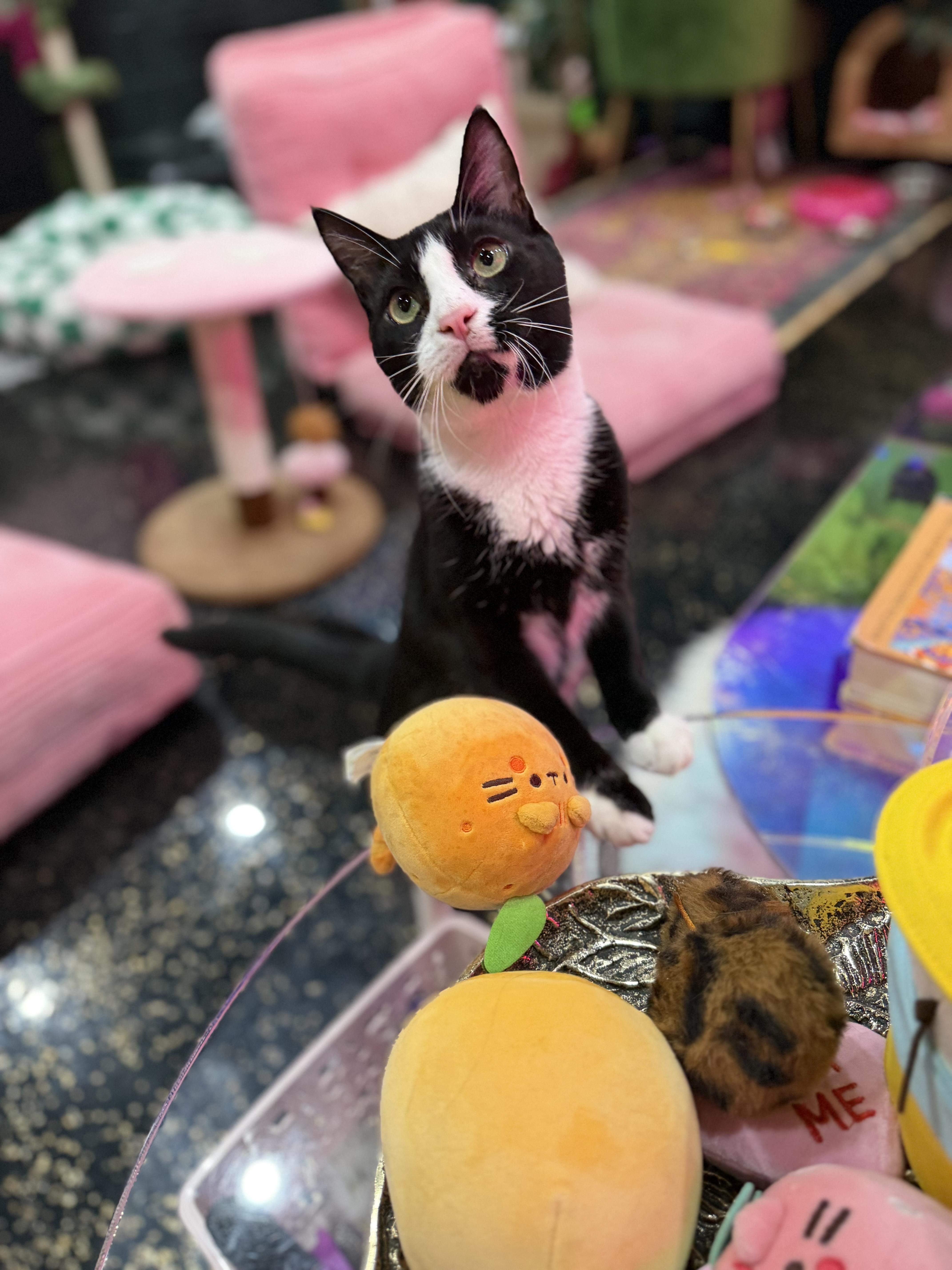 A young medium-sized male Domestic Short Hair cat named Michael & Sammy for adoption in Kennebunk , ME