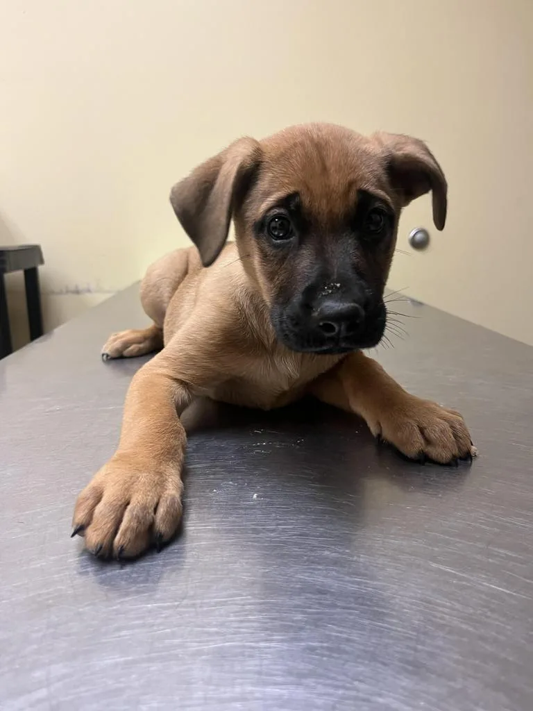 A baby medium-sized male Mixed Breed dog named Ken for adoption in Florence, SC