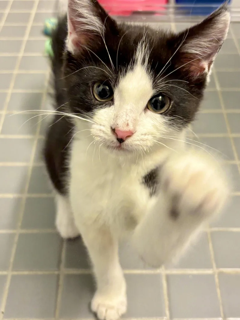 A baby medium-sized female Black & White / Tuxedo Domestic Medium Hair cat named Glamour for adoption in Brooklyn, NY