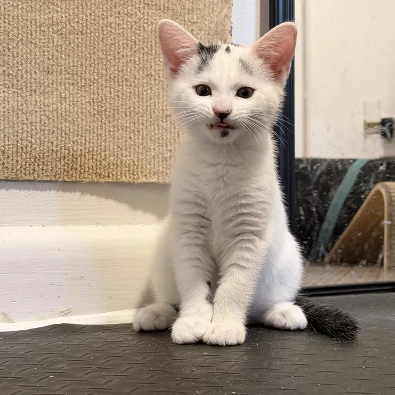 A baby small-sized male White Domestic Short Hair cat named Pixel for adoption in Bel Air, MD