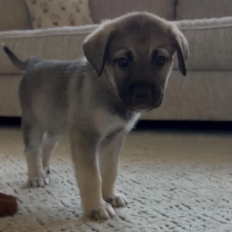 A baby large-sized female Black Shepherd dog named Truffle for adoption in Fort Worth, TX