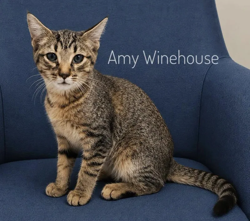 A baby medium-sized female Torbie Domestic Short Hair cat named Amy Winehouse for adoption in Slidell, LA