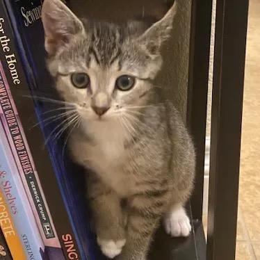 A baby small-sized female Brown / Chocolate Domestic Short Hair cat named Priscilla Skunk for adoption in Las Vegas, NV