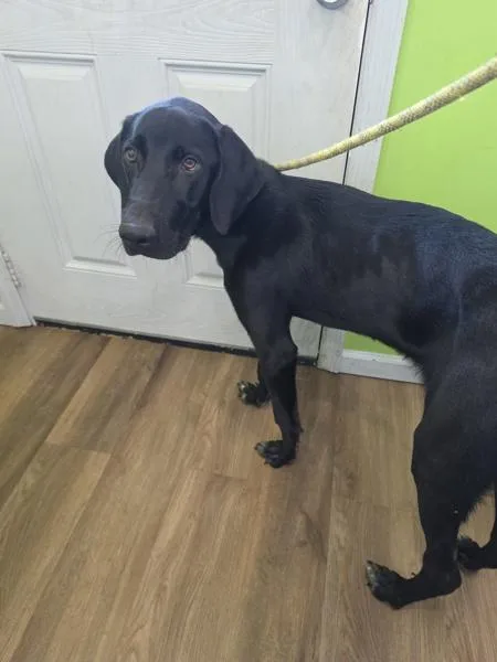 A young large-sized male Hound dog named Sabbath for adoption in Cleveland, TN