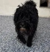An adult small-sized male Black Terrier dog named Norris for adoption in Converse, TX