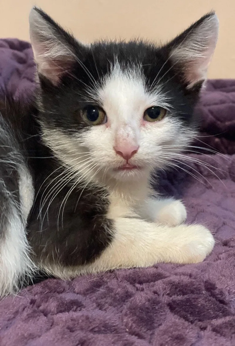 A baby medium-sized male Black & White / Tuxedo Domestic Short Hair cat named Aris for adoption in Island Lake, IL