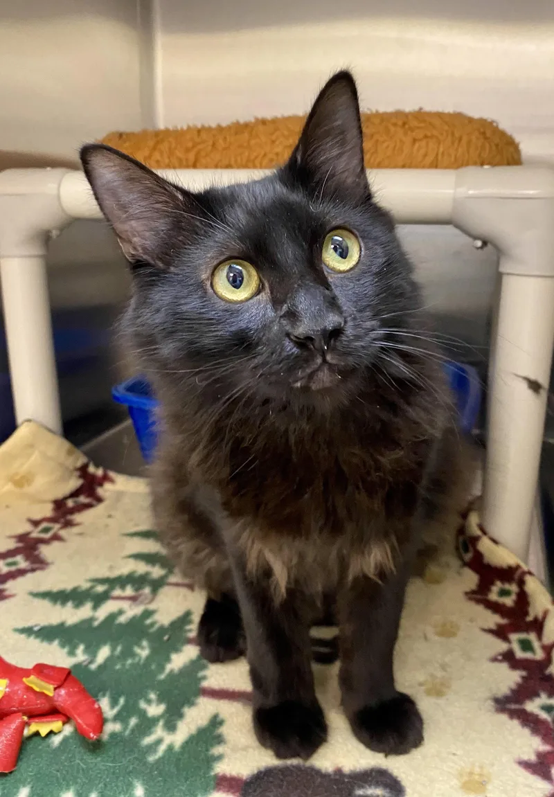 An adult medium-sized male Domestic Long Hair cat named Ortiz for adoption in Fargo, ND