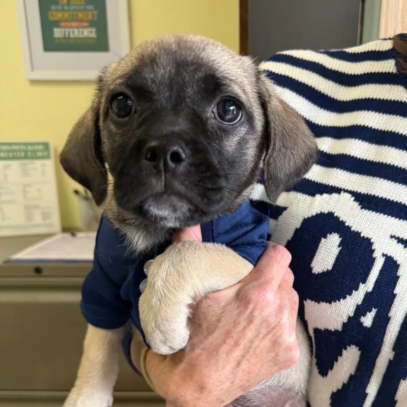 A baby small-sized female Brown / Chocolate Pug dog named Darla for adoption in Houston, TX