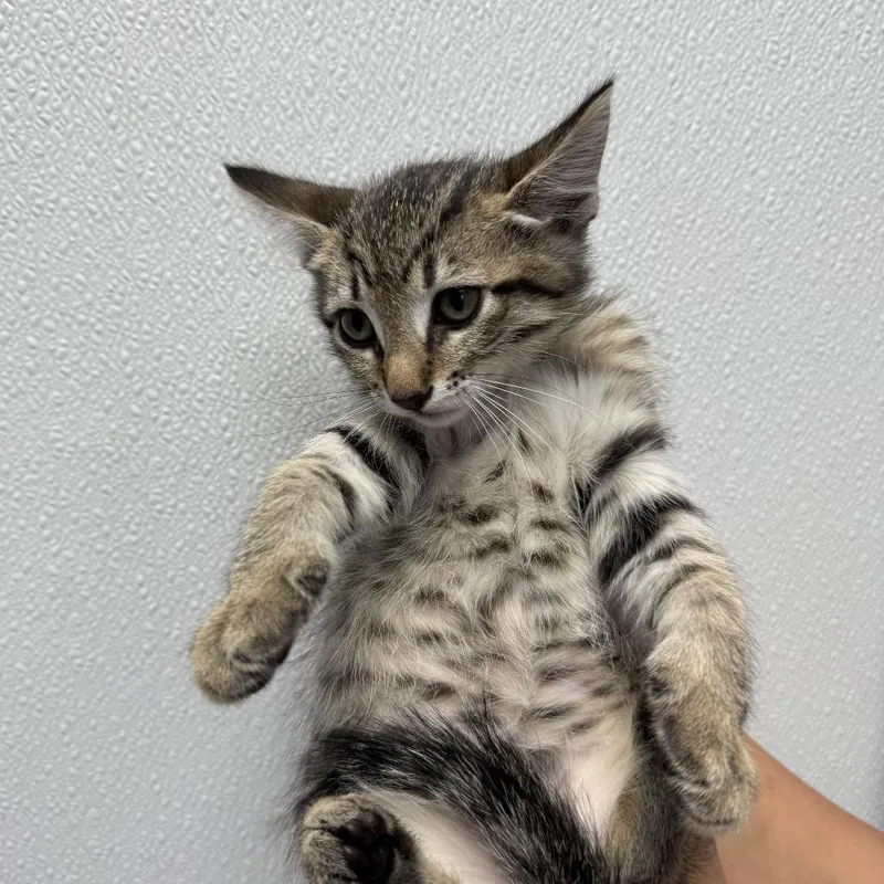 A baby small-sized female Brown / Chocolate Domestic Short Hair cat named Ciabatta for adoption in Sunnyvale, CA
