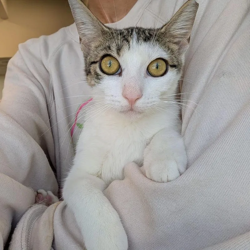 A young medium-sized female White Domestic Short Hair cat named Odette for adoption in Boston, MA