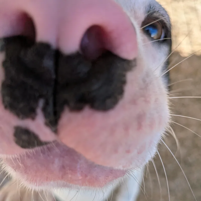 A young medium-sized female American Bulldog dog named Ren for adoption in Queen City, TX