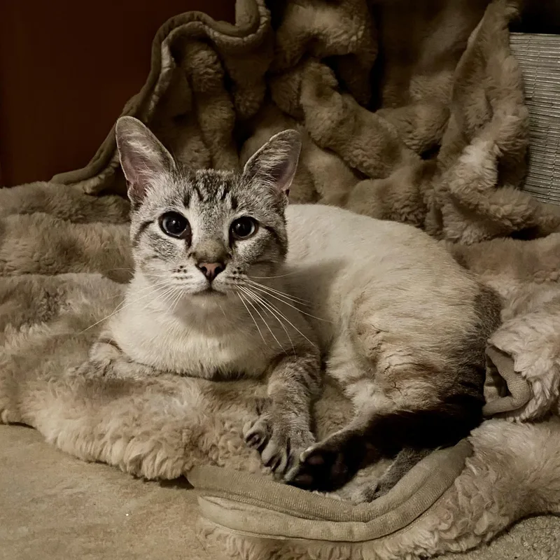 A young medium-sized male Seal Point Siamese cat named Micah for adoption in Houston, TX