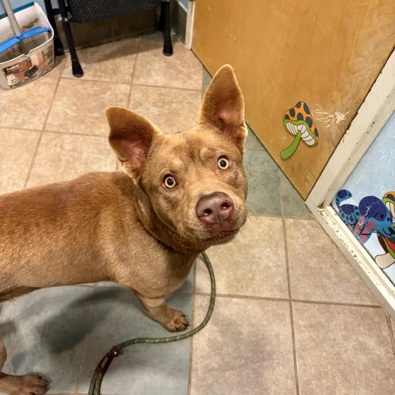 An adult large-sized male Brown / Chocolate Mixed Breed dog named Holden for adoption in Chattanooga, TN