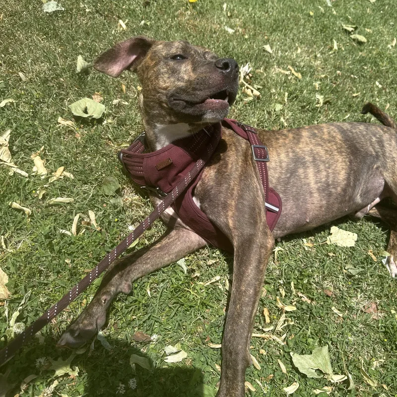A young medium-sized male Brindle Mixed Breed dog named Shippo for adoption in Vassalboro, ME