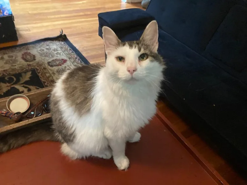 A young medium-sized male Domestic Medium Hair cat named Scooter for adoption in Pomona, NY