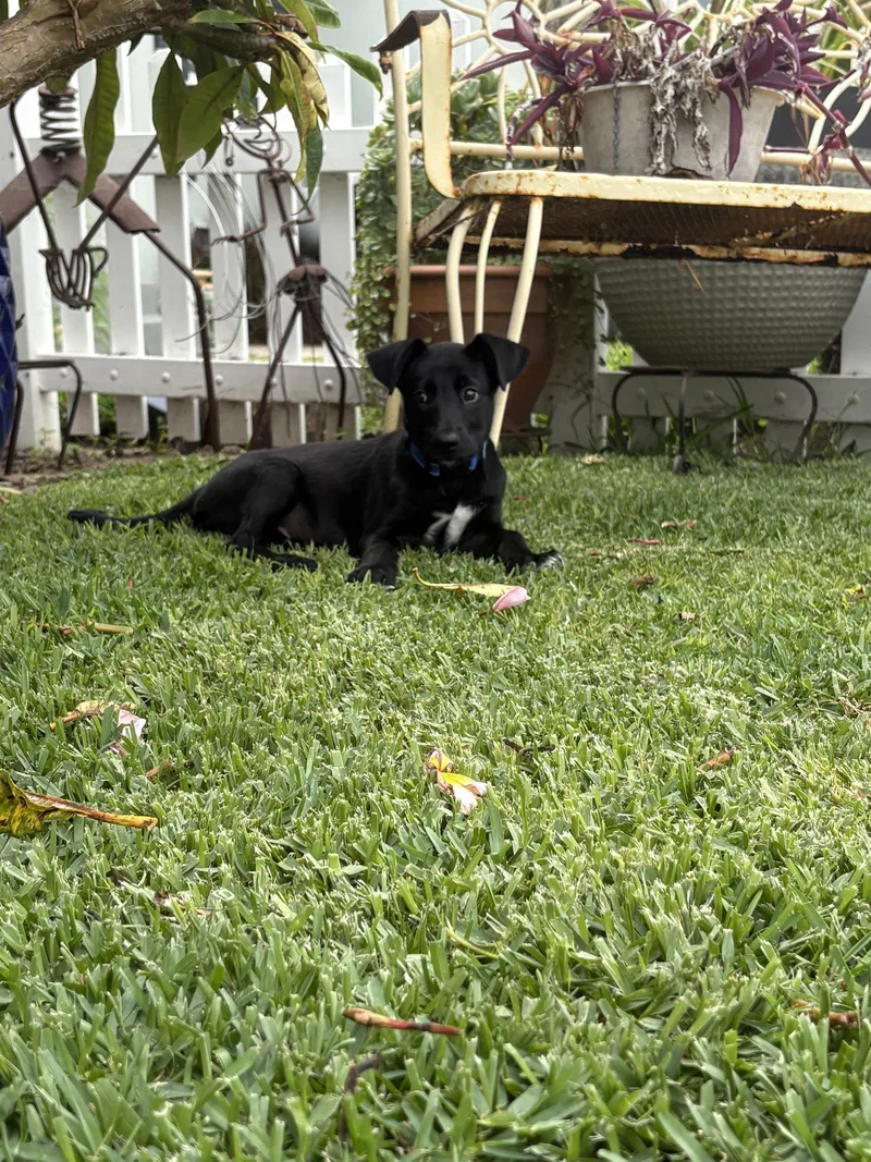 A young medium-sized male Labrador Retriever dog named Luca for adoption in San Diego, CA