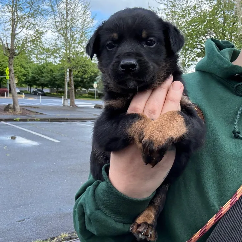 A baby small-sized male Black Mixed Breed dog named Sparky for adoption in Oakville, WA