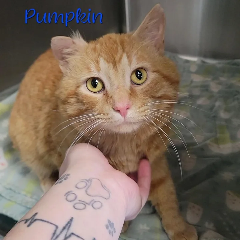An adult medium-sized male Orange / Red Domestic Short Hair cat named Pumpkin for adoption in Parkersburg, WV