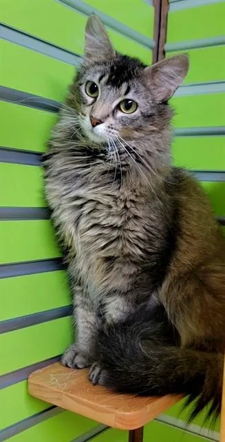 Hana