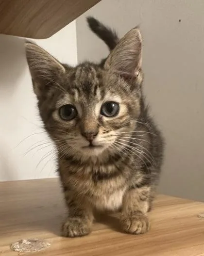 Mercury