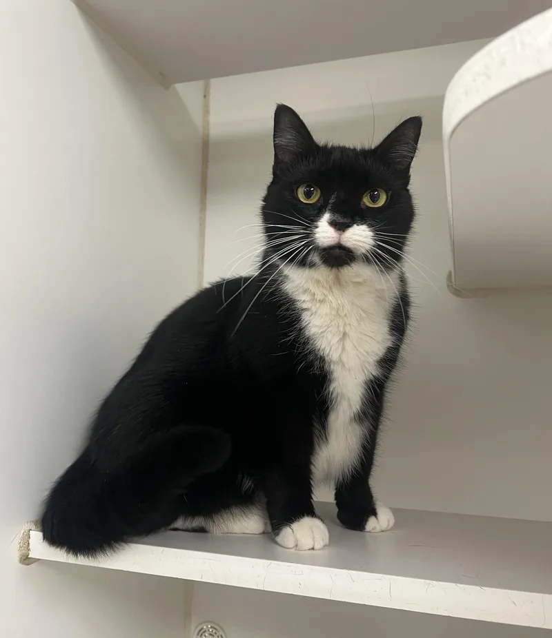 An adult medium-sized female Domestic Short Hair cat named Patty for adoption in Reisterstown, MD