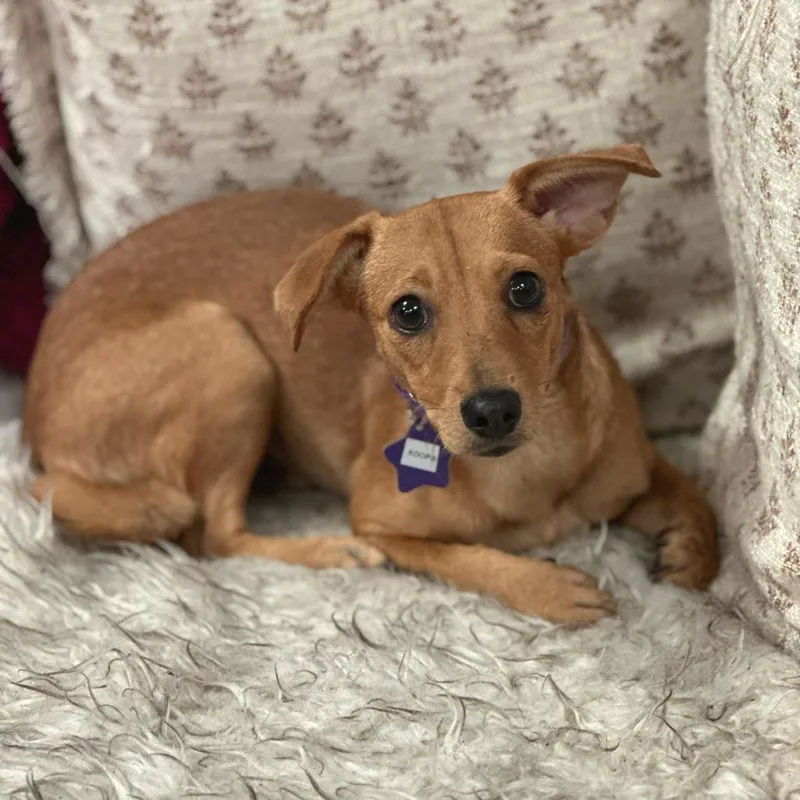 A young small-sized female Brown / Chocolate Chihuahua dog named Eleanor for adoption in San Francisco, CA