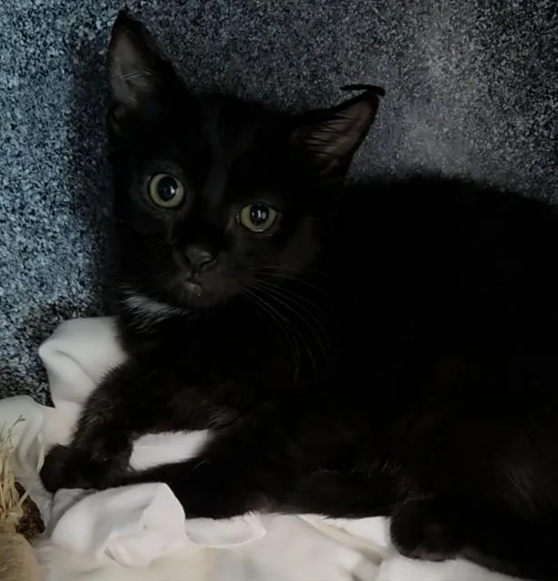 A baby small-sized female Domestic Short Hair cat named Rae for adoption in Fort Lauderdale, FL