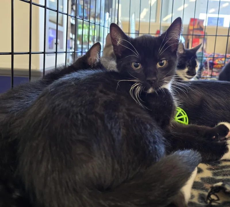 A baby medium-sized male Black & White / Tuxedo Domestic Short Hair cat named Devens for adoption in Nottingham, MD