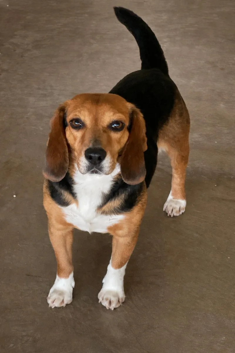 A young small-sized female Tricolor (Brown, Black, & White) Beagle dog named Lola for adoption in Lacon, IL