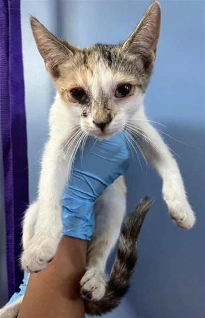 A baby small-sized female Domestic Short Hair cat named Meowtini for adoption in San Bernardino, CA
