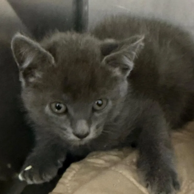 A baby small-sized male Gray / Blue / Silver Domestic Short Hair cat named Spock for adoption in Troy, VA