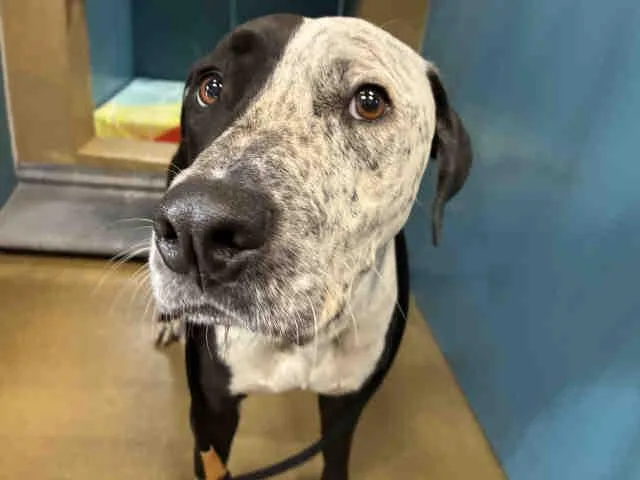 A young medium-sized male Pit Bull Terrier dog named Juno for adoption in Carlsbad, CA