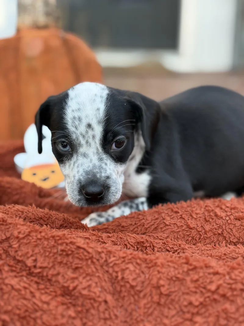A baby medium-sized female Australian Cattle Dog / Blue Heeler dog named Boo little monster litter for adoption in Carmel, NY