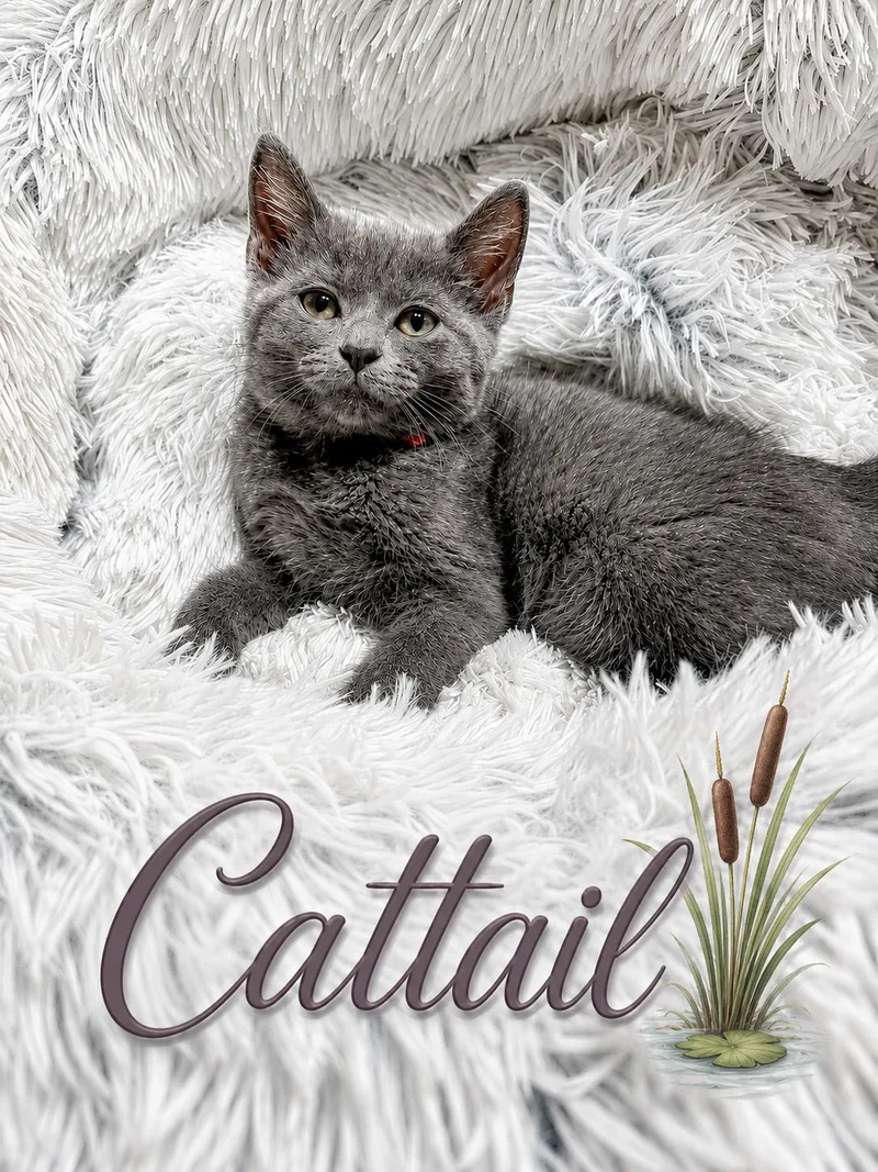 Cattail