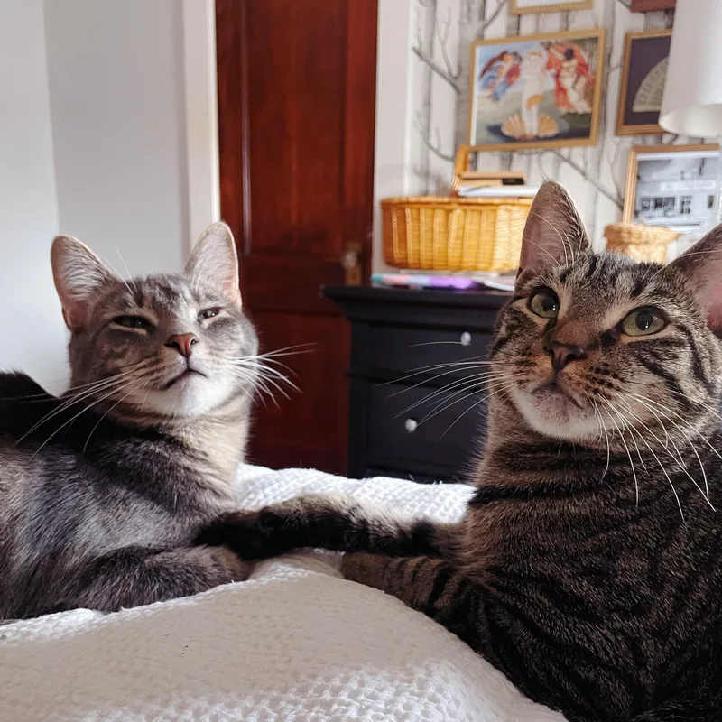 A young small-sized male Tabby (Gray / Blue / Silver) American Shorthair cat named Bonded Brothers Mitch And for adoption in Staten Island, NY