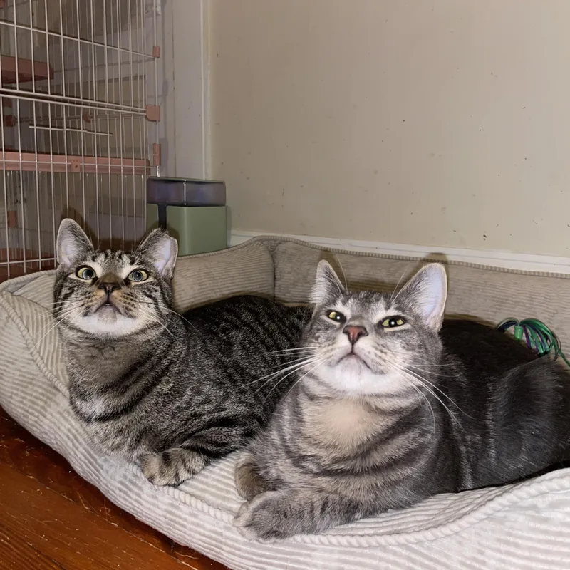 Bonded Brothers Mitch And thumbnail 2