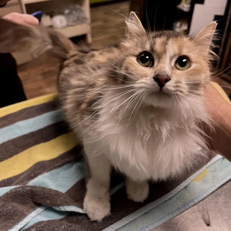 An adult medium-sized female Gray / Blue / Silver Domestic Medium Hair cat named Annie for adoption in Owosso, MI