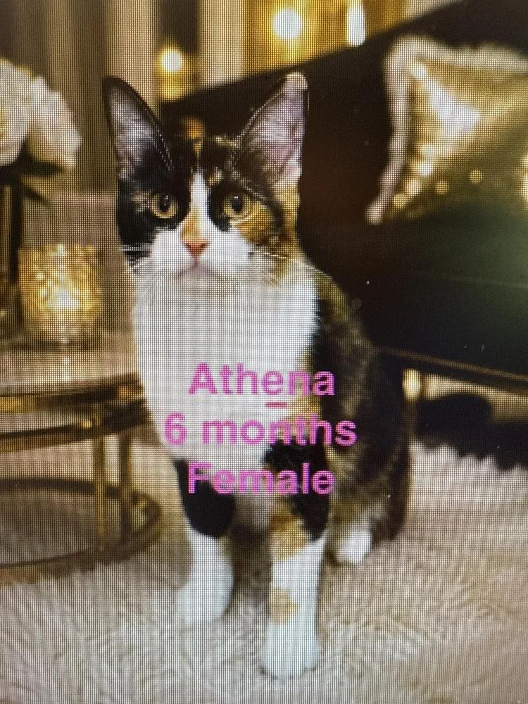 A baby small-sized female Domestic Short Hair cat named Athena for adoption in Colorado Springs, CO