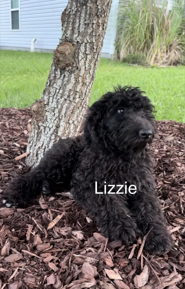 Lizzie