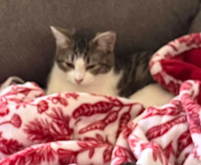 A young medium-sized female White Domestic Short Hair cat named Fern for adoption in Sioux City, IA