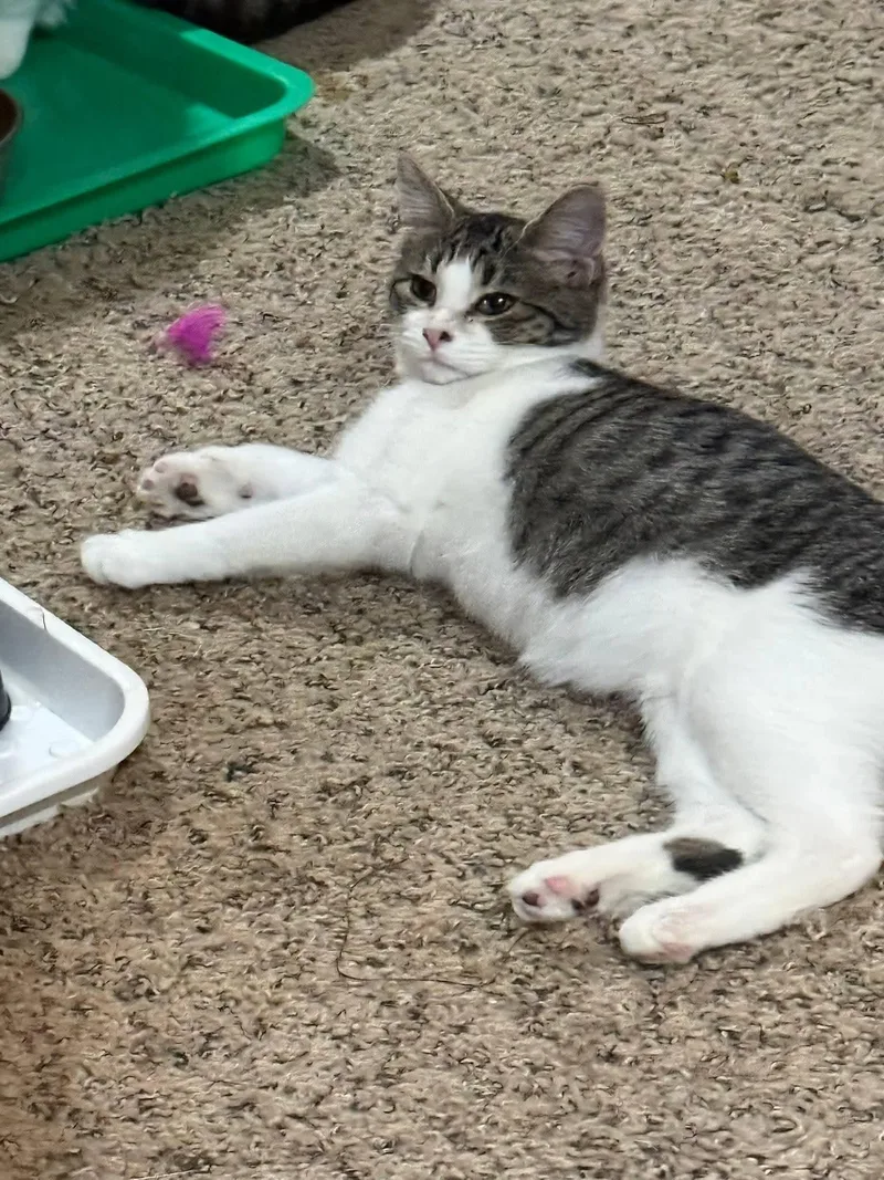 Fern thumbnail 2