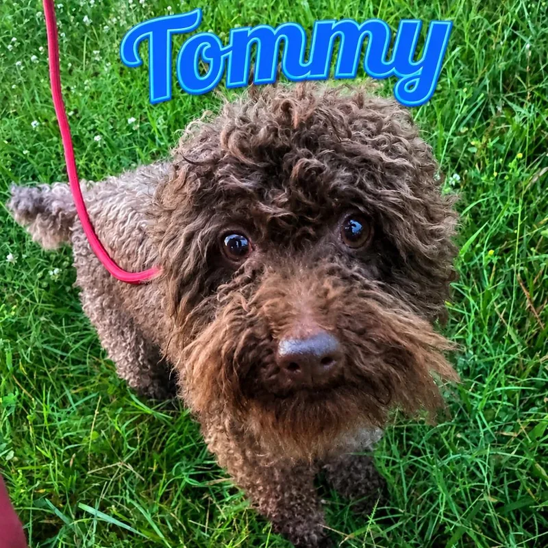 Tommy