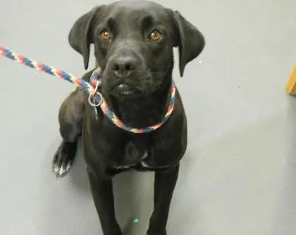 A young medium-sized female Terrier dog named Mystic for adoption in Picayune, MS