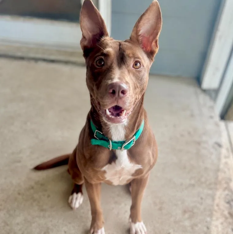 An adult medium-sized female Brown / Chocolate Australian Cattle Dog / Blue Heeler dog named Hershey for adoption in Mead, CO