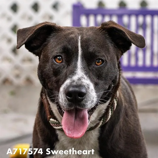 An adult medium-sized female Pit Bull Terrier dog named Sweetheart for adoption in Sacramento, CA