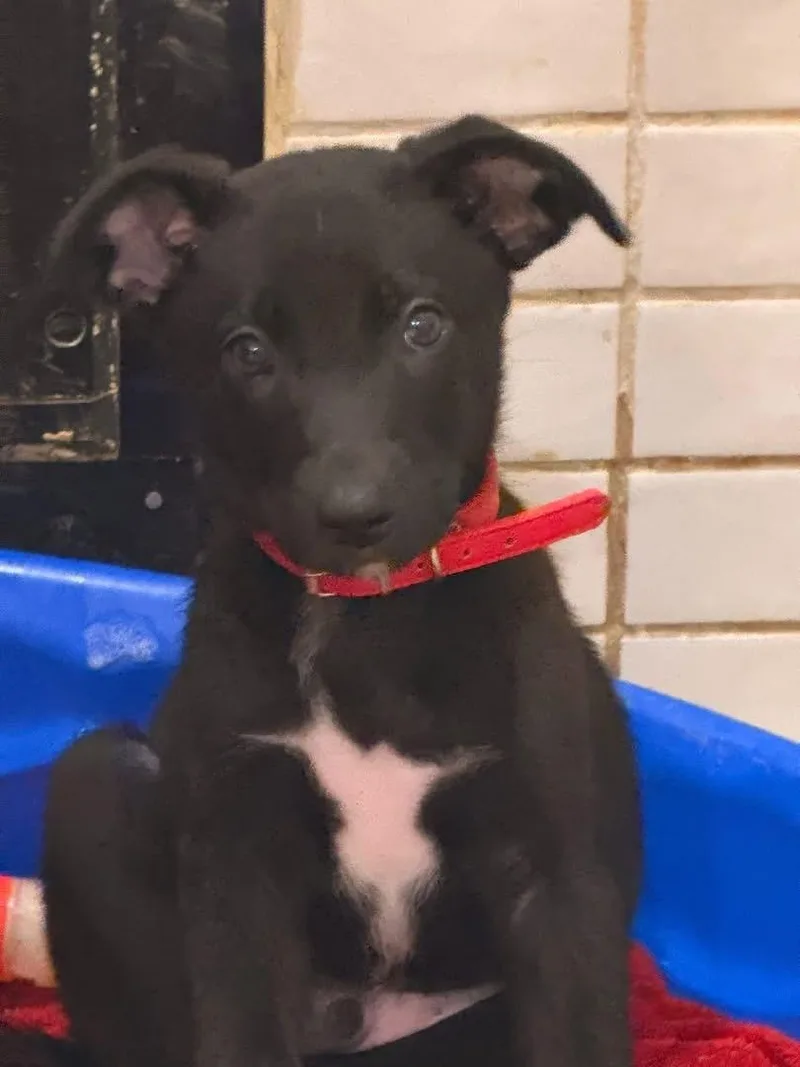 A baby large-sized male Black German Shepherd Dog dog named Derby for adoption in Mount Juliet, TN