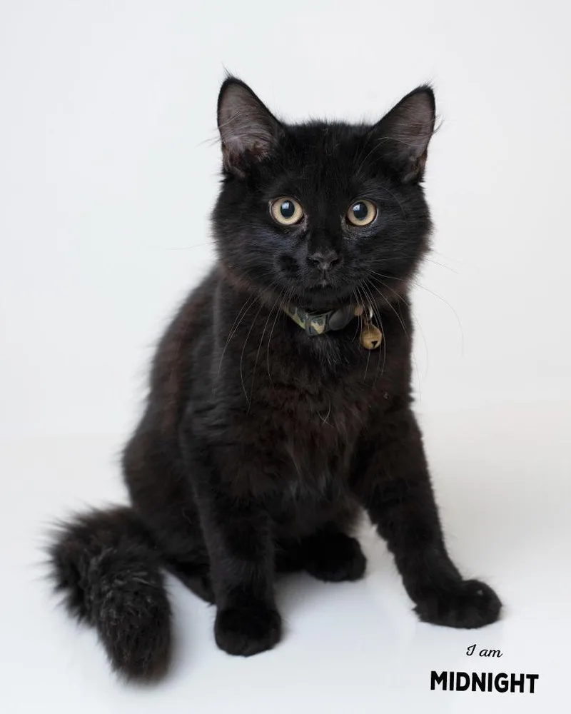 A baby small-sized male Domestic Short Hair cat named Midnight for adoption in Boone, IA