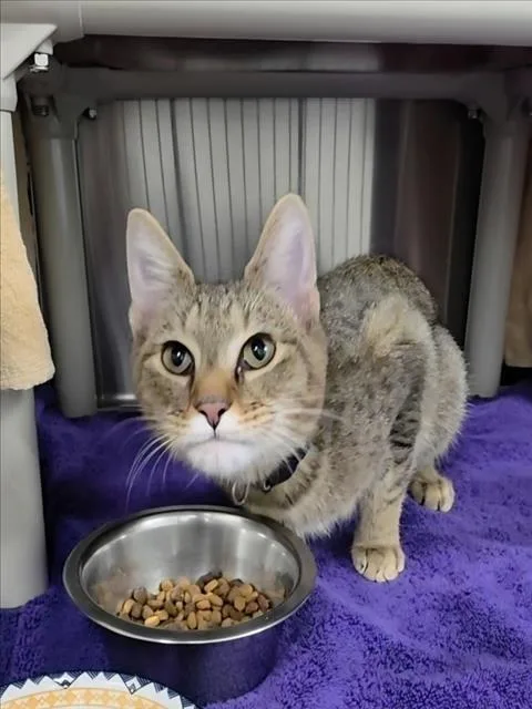 A baby small-sized male Domestic Short Hair cat named Brion Joseph for adoption in Derwood, MD