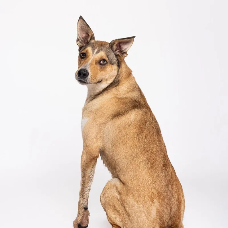 An adult large-sized male Yellow / Tan / Blond / Fawn Mixed Breed dog named Axl for adoption in Leander, TX