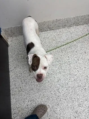 An adult medium-sized female Mixed Breed dog named She`s A Doll for adoption in Atlanta, GA